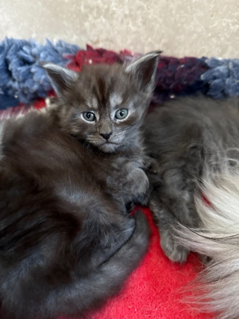 100% genuine GCCF MAINE COON KITTENS 