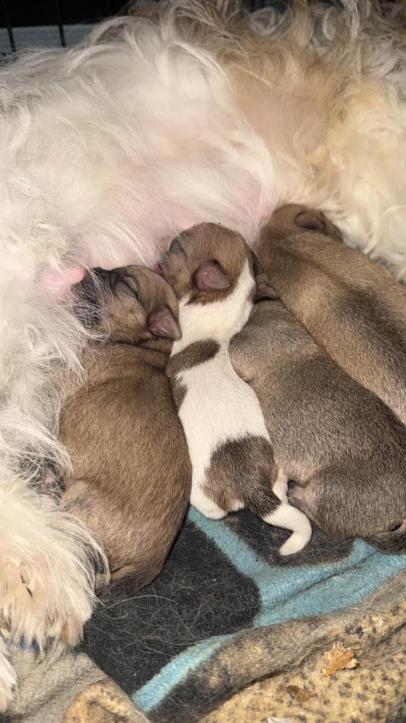 Chihuahua x Shih Tzu puppies