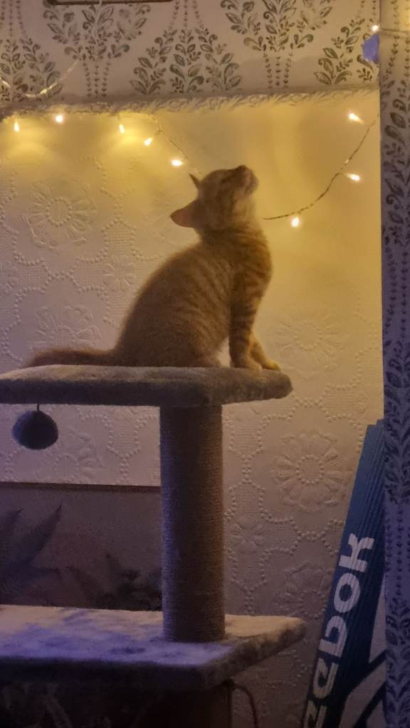 Two male ginger kittens for sale