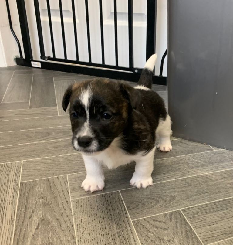 Jack Russell puppy’s 