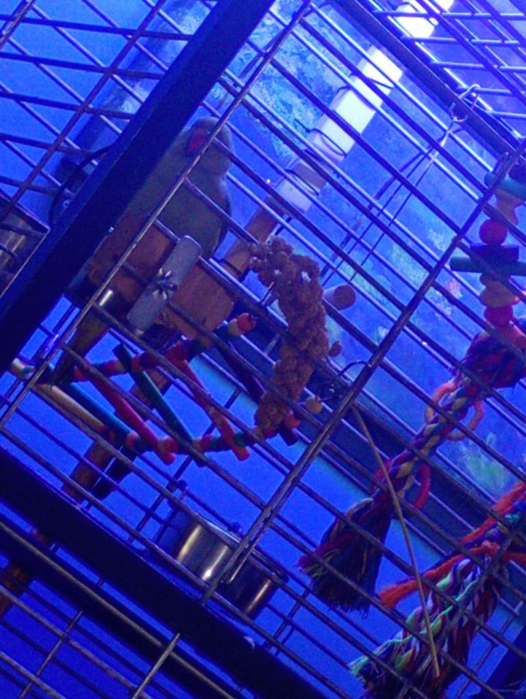 Wanted indoor bird aviary 