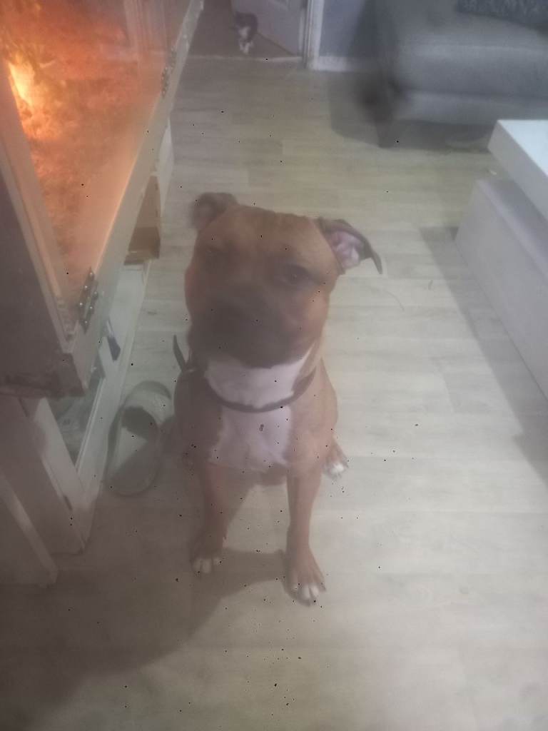 American bulldog/staff 