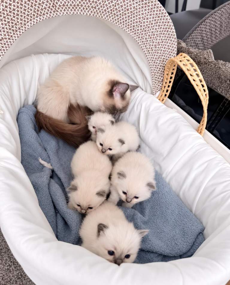 Ragdoll kittens ( 1 boy , 2 girls left - 2 reserved)
