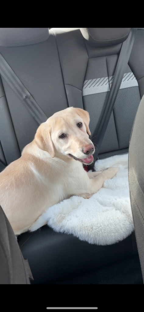 Labrador