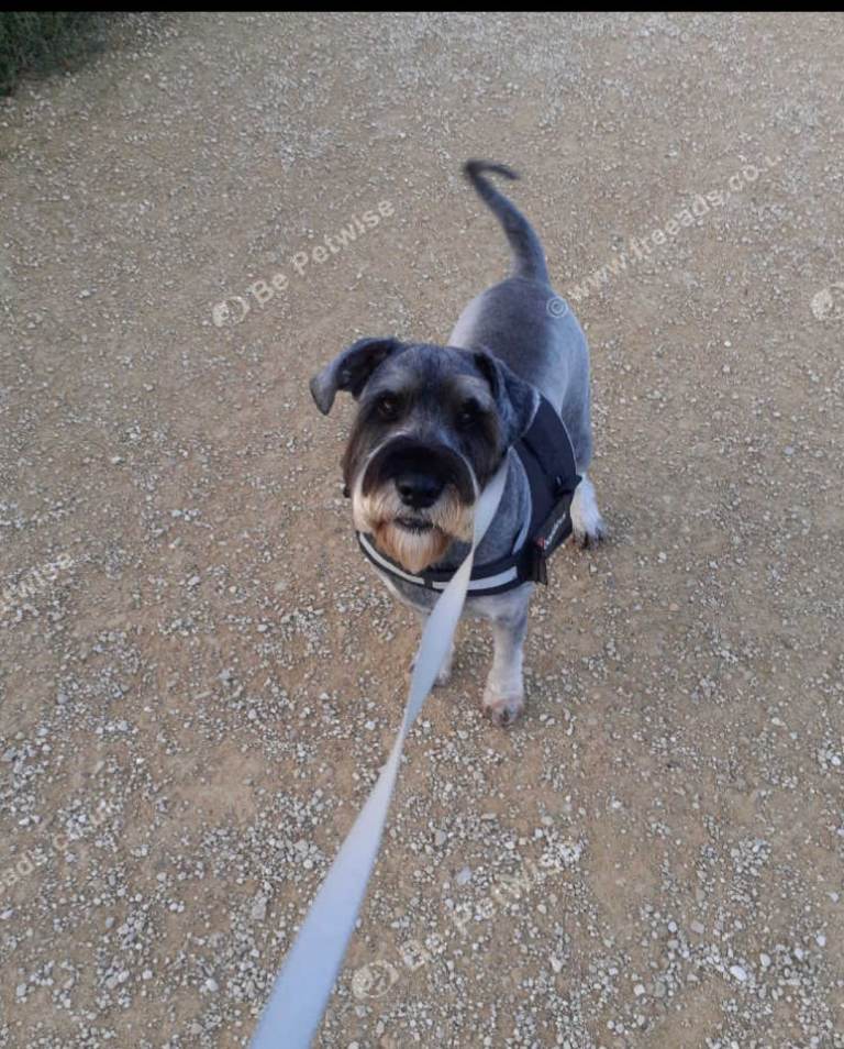 9 year old Standard Schnauzer 