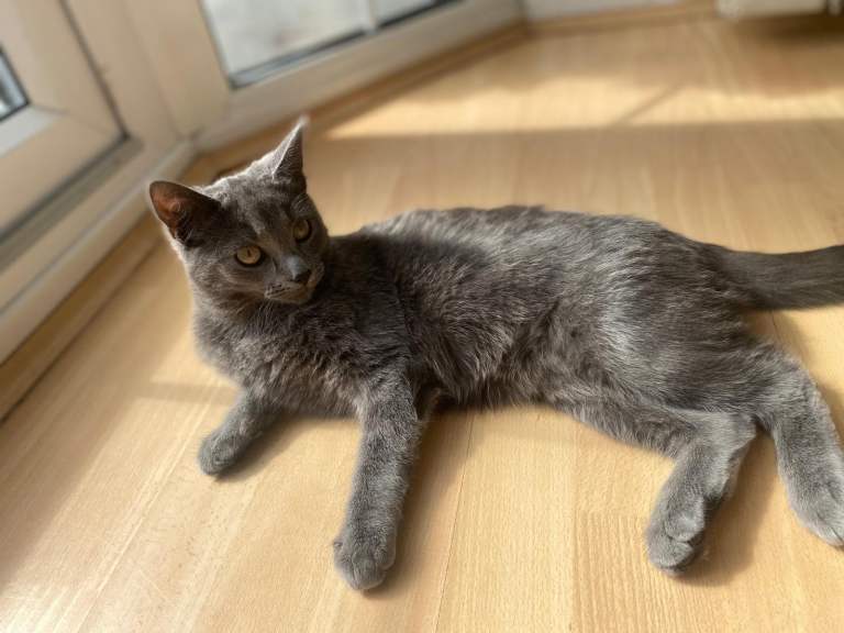 Cat Russian blue 