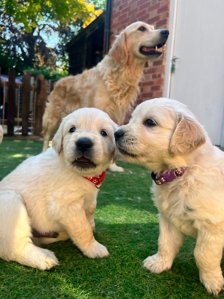 (2 left)Ready to go! kc reg cream golden retriever puppies
