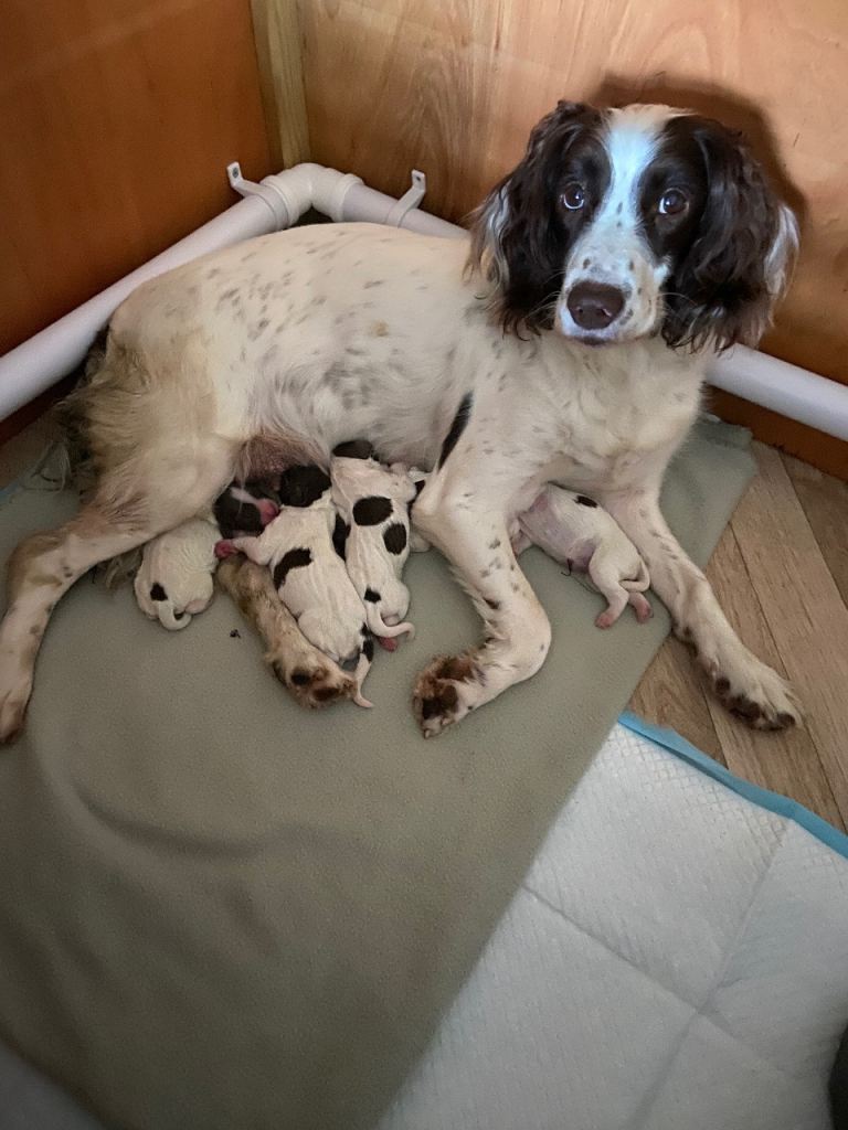Springer Spaniel Puppies