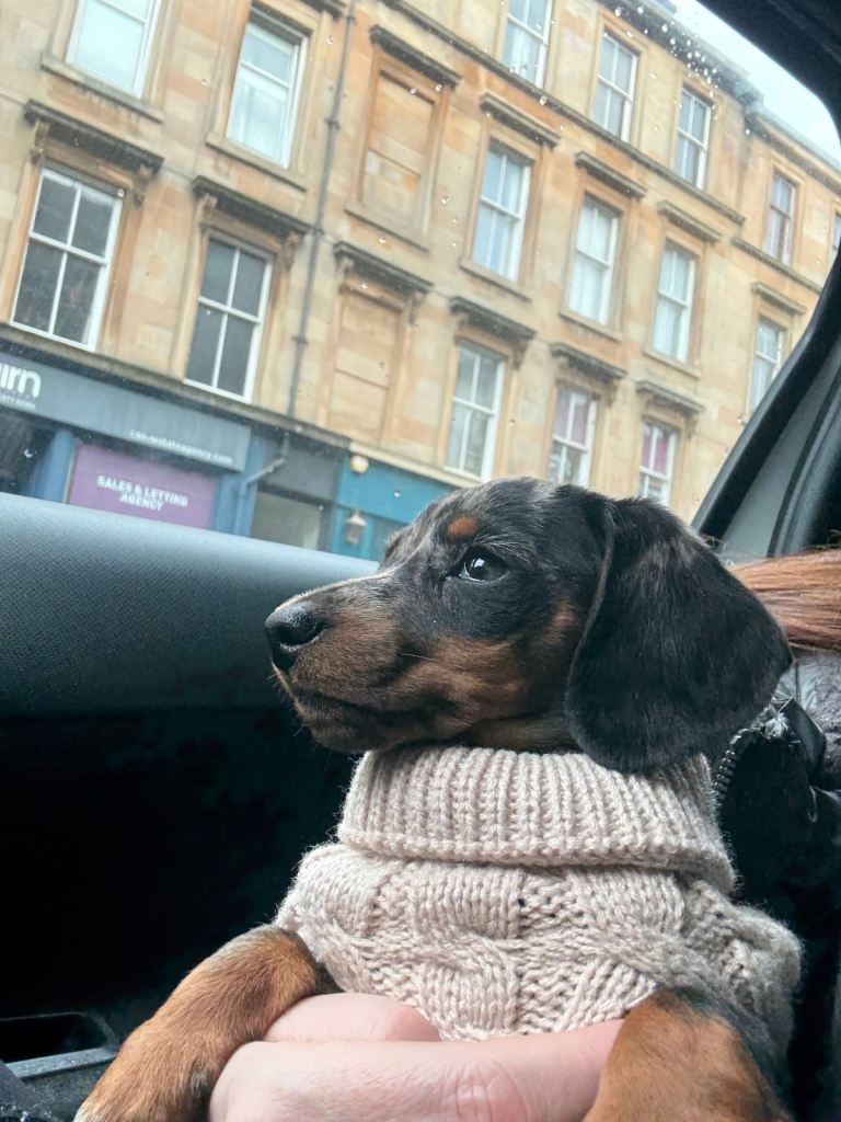silver dapple miniature dachshund puppy
