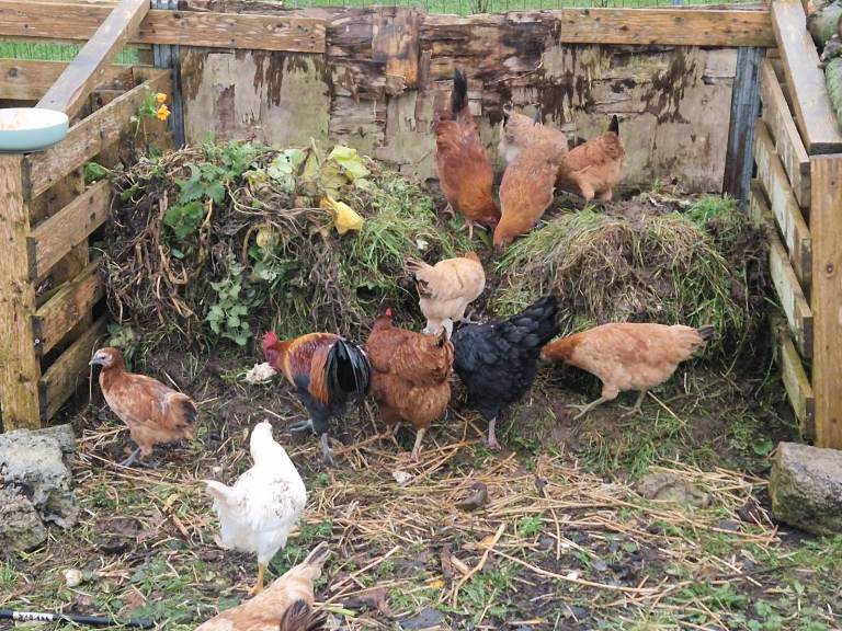 HENS CHICKENS £15 EACH