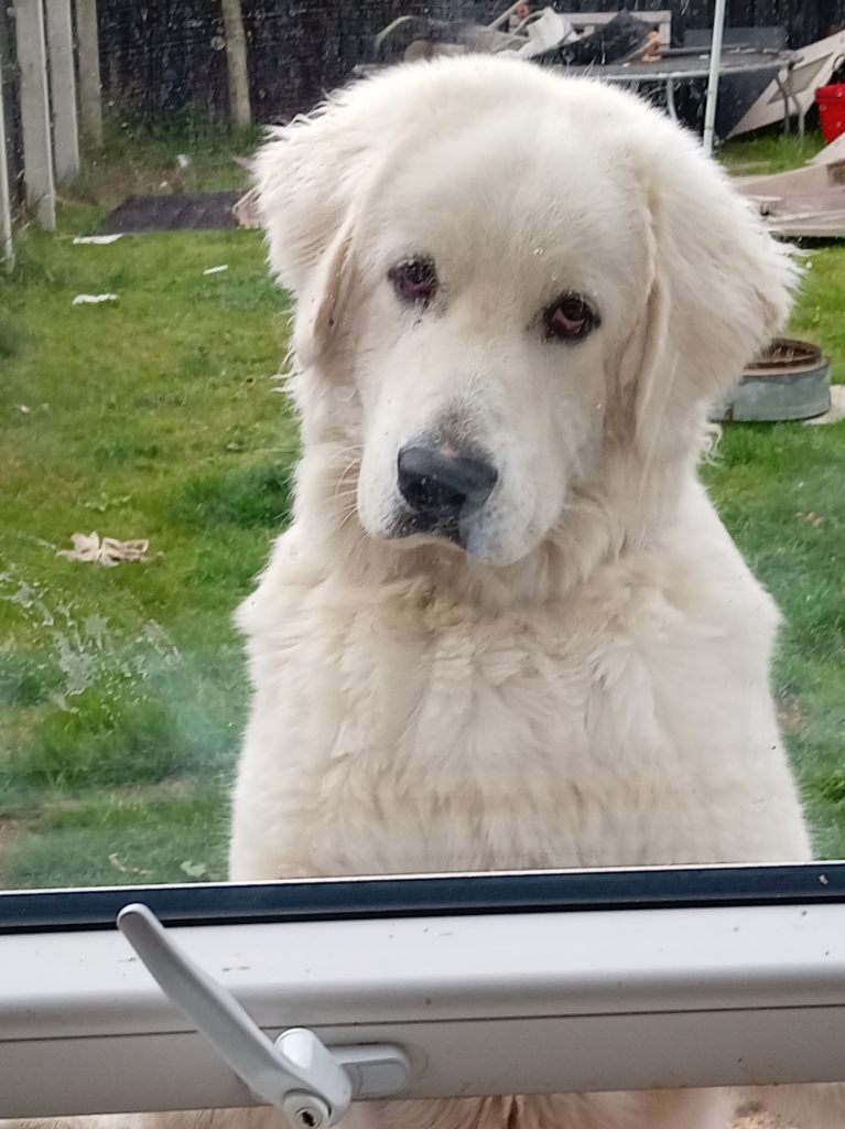 Puppy