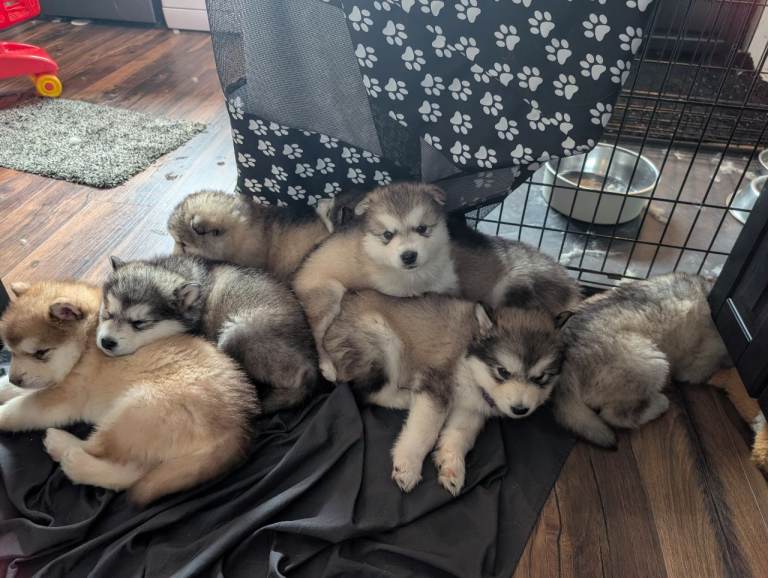 Champ kc reg Alaskan Malamute puppies wooly 