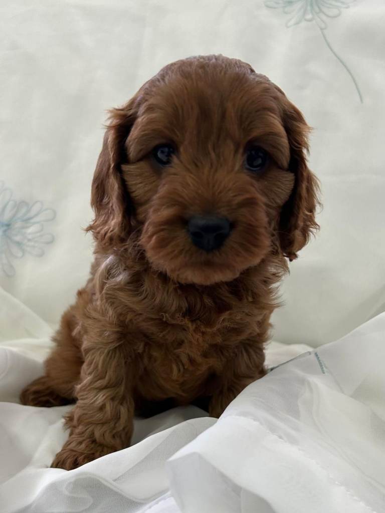 Cavapoo F1