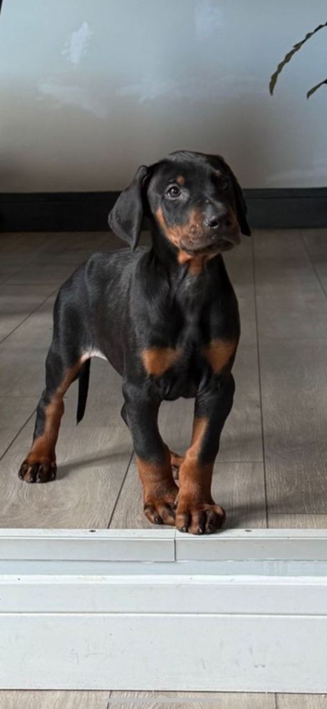 Strong Doberman Puppies – Farm Raised Guard Dogs 🐾
