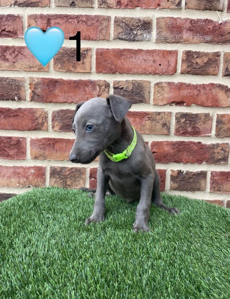 Stunning whippet puppies