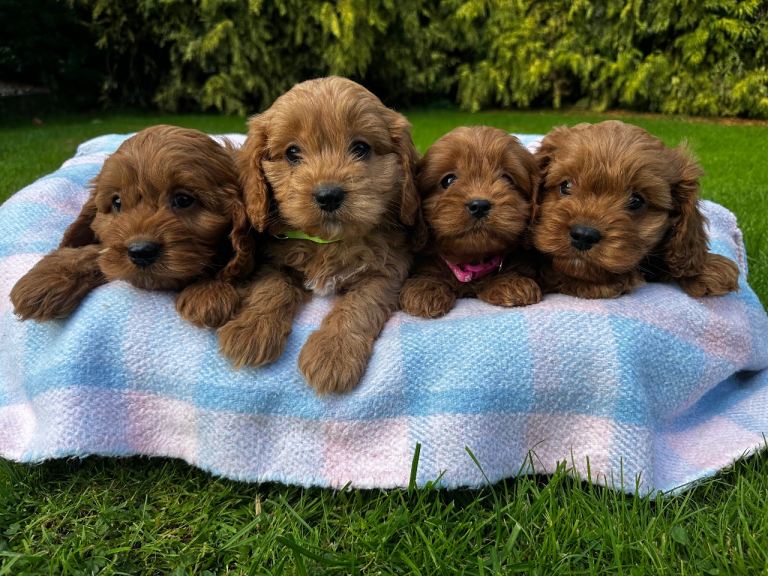 Cavapoo Puppies 
