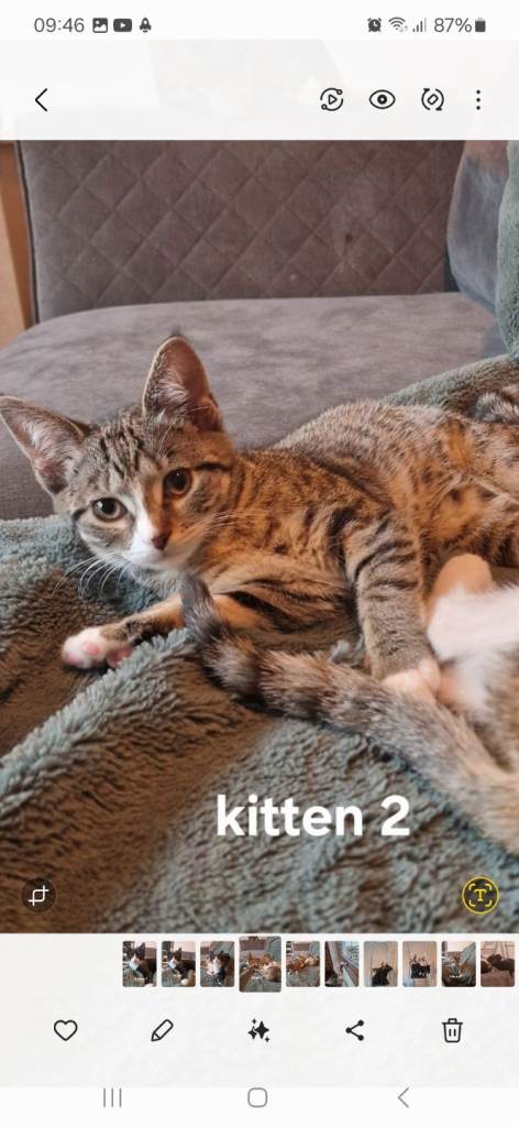 Kittens, super affectionate girls