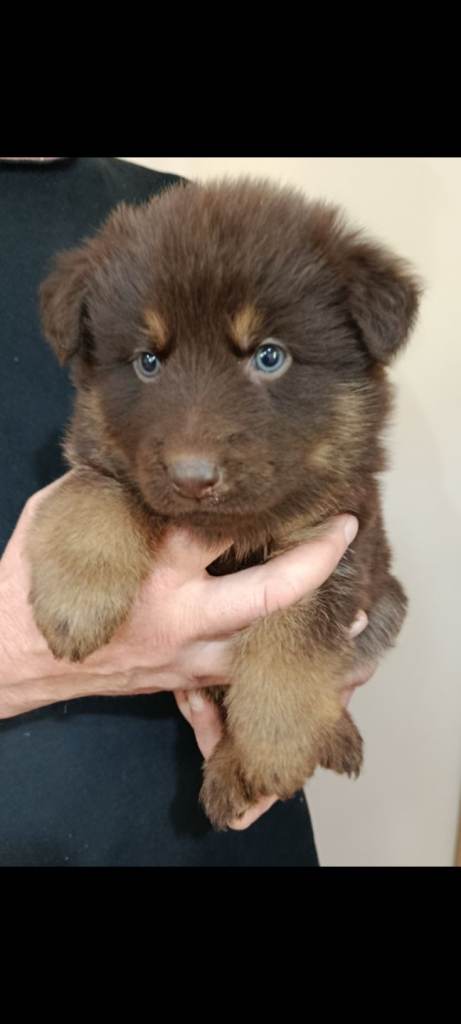 German shepherd pups rare liver and tan