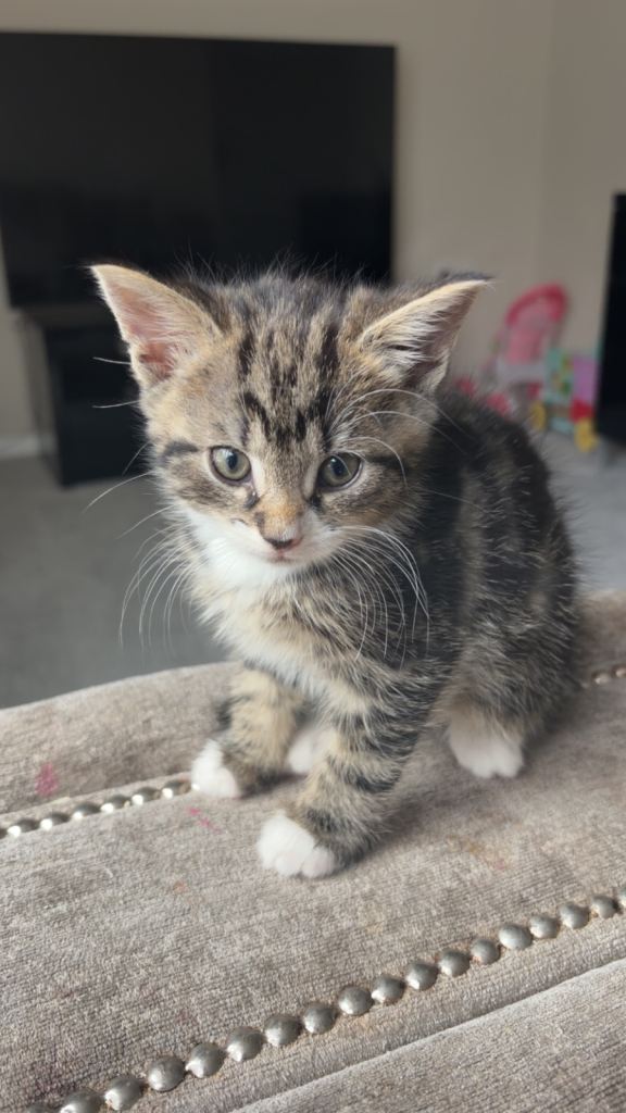 Kittens 
