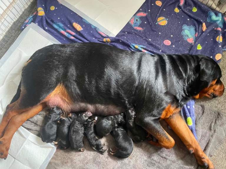 Beautiful Rottweiler x German shepherd puppies 