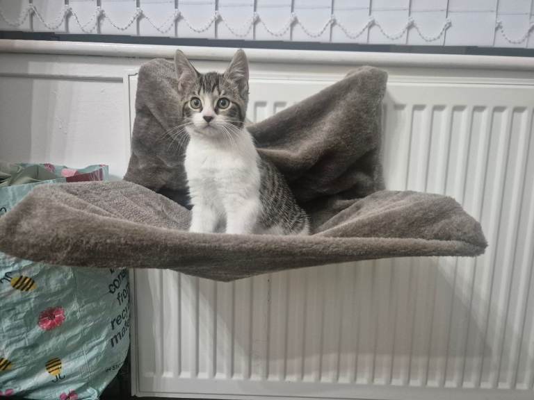 Adorable Shorthair Kitten for sale 