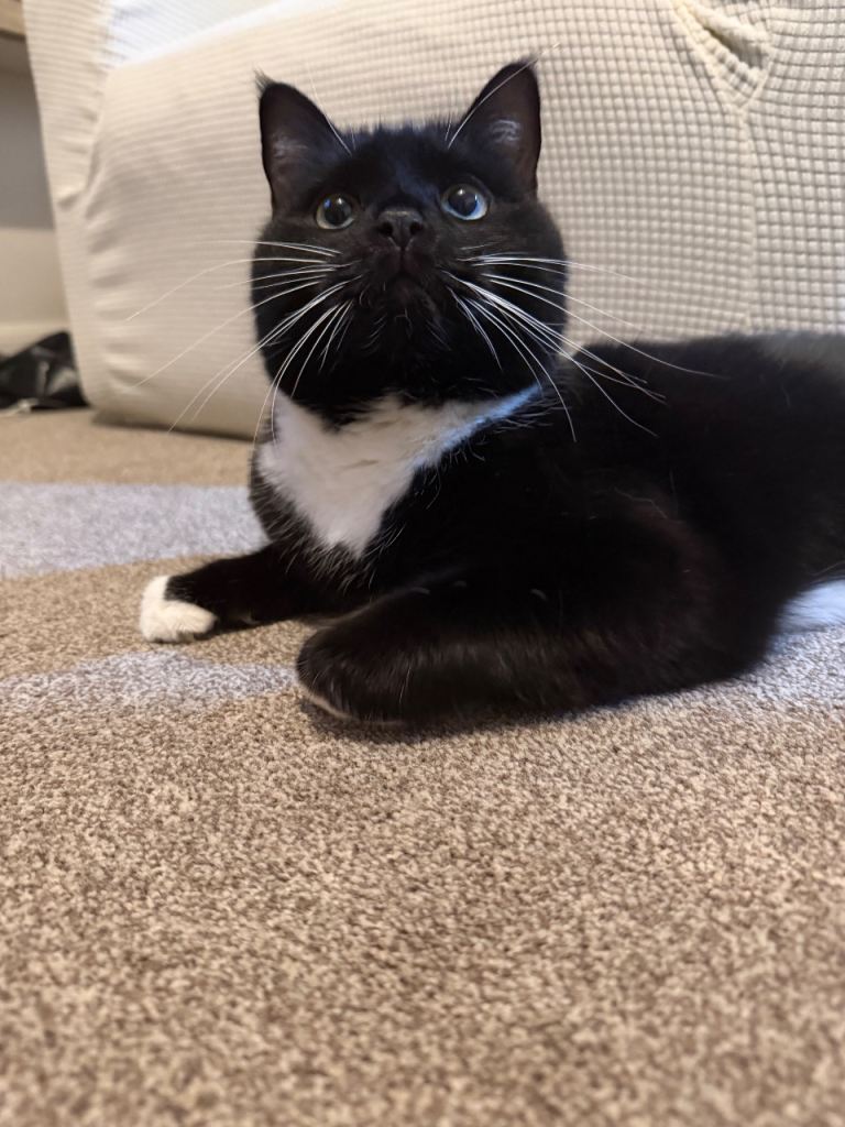 Male Adult Cat - Meet Prince 