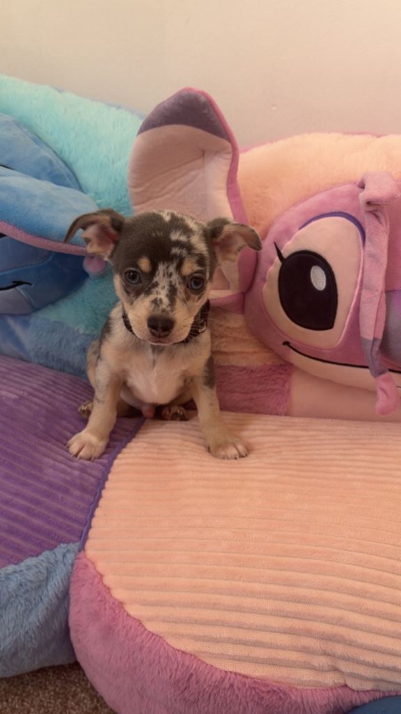 Blue Merle chihuahua puppies 