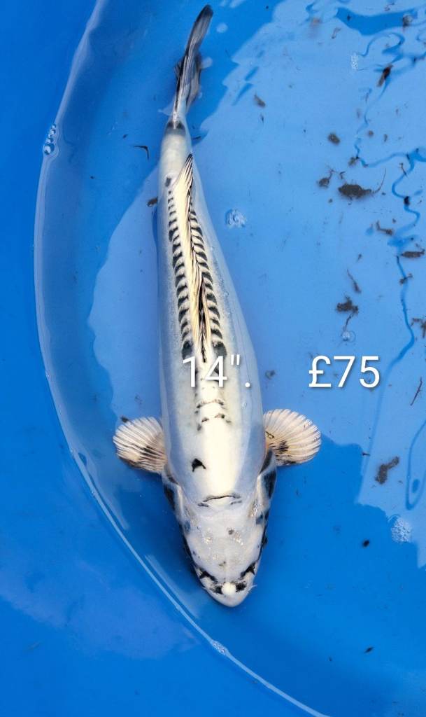 Koi carp, 10 for £40, over 400 available larger koi 15" £60