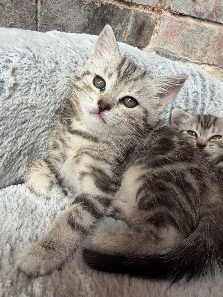These 3 Little kittens left 