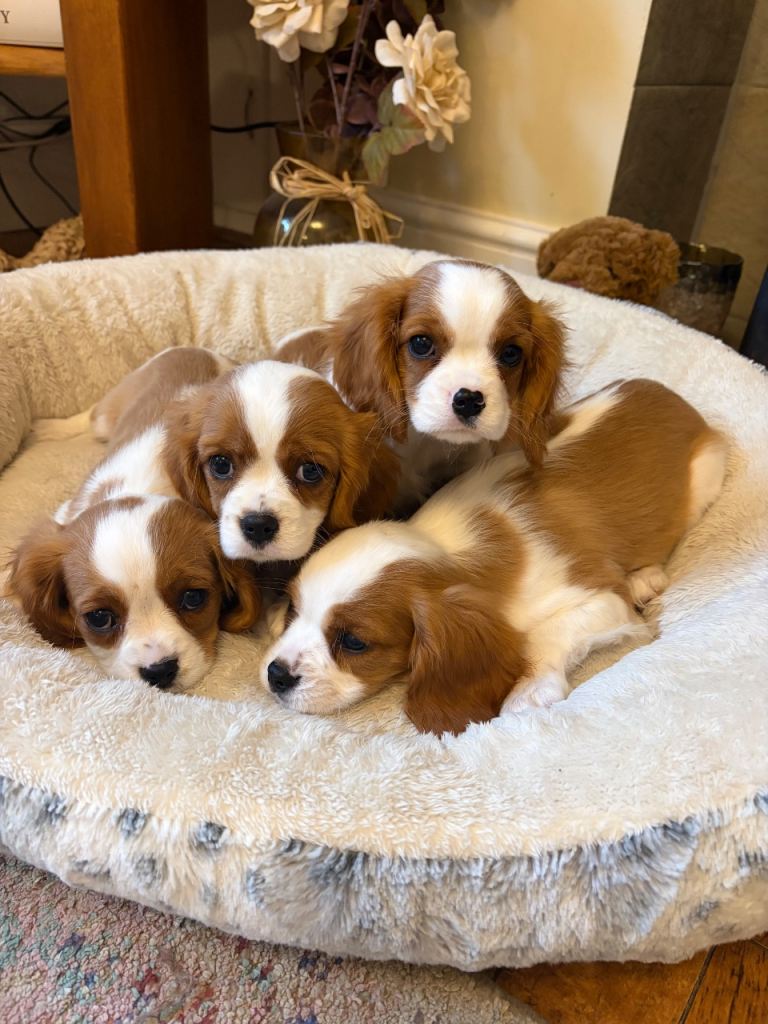 Cavalier King Charles 