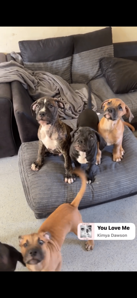 Mastiff pups 