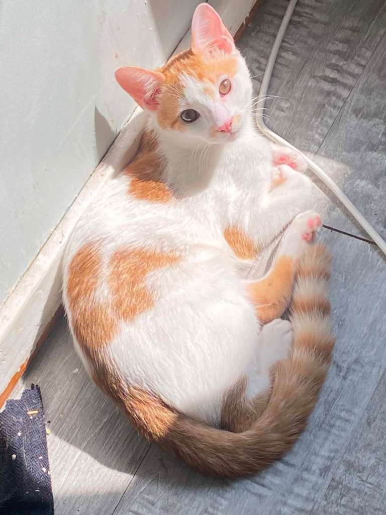 ✨️Beautiful boy kitten for sale✨️