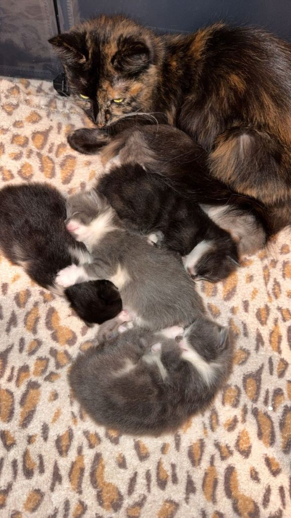 3 Maine coon cross kittens