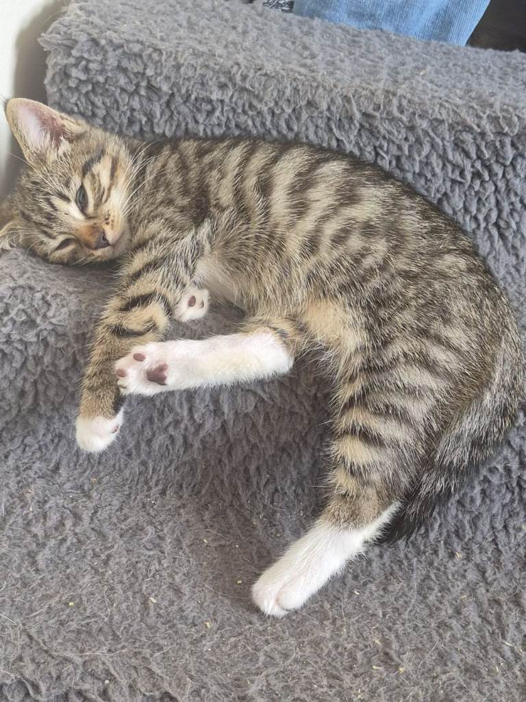 Beautiful Tabby Kitten for Sale in Bradford – £100