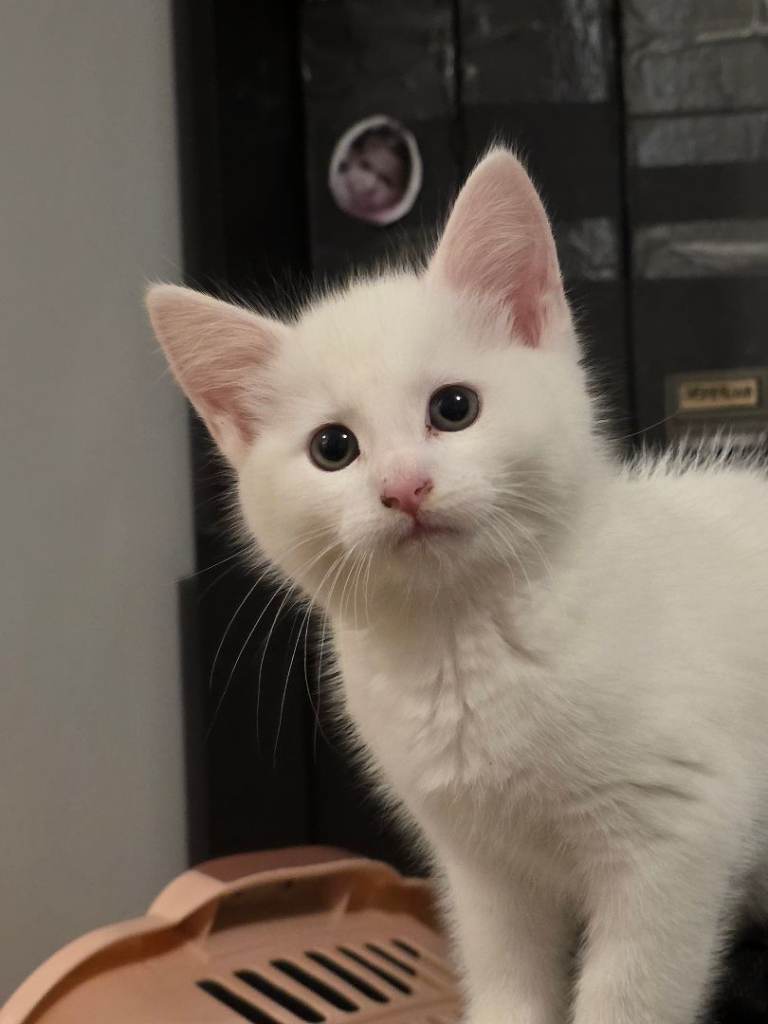 Khao Manee kitten 🐱