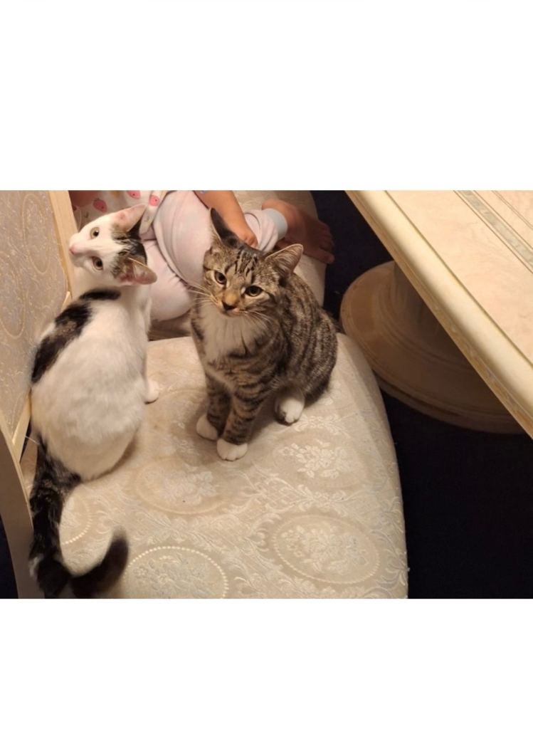 Two Kittens under 1 need a new home 