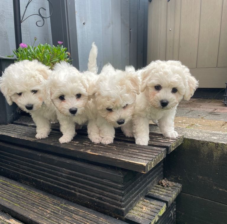 Bichon frise