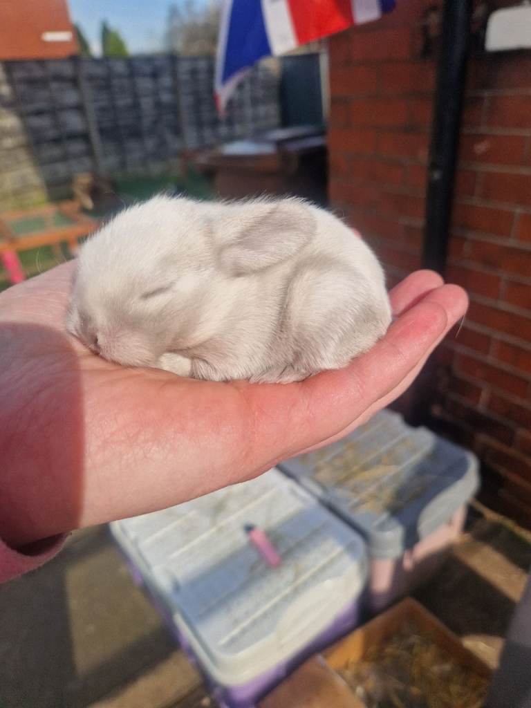 🌟WAITING LIST🌟