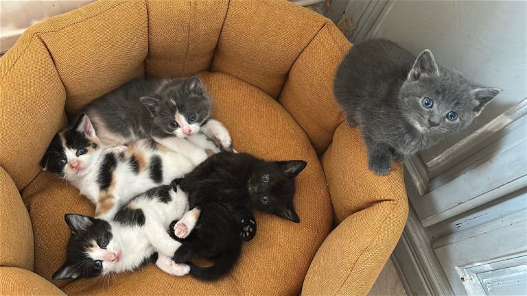 Kittens for sale