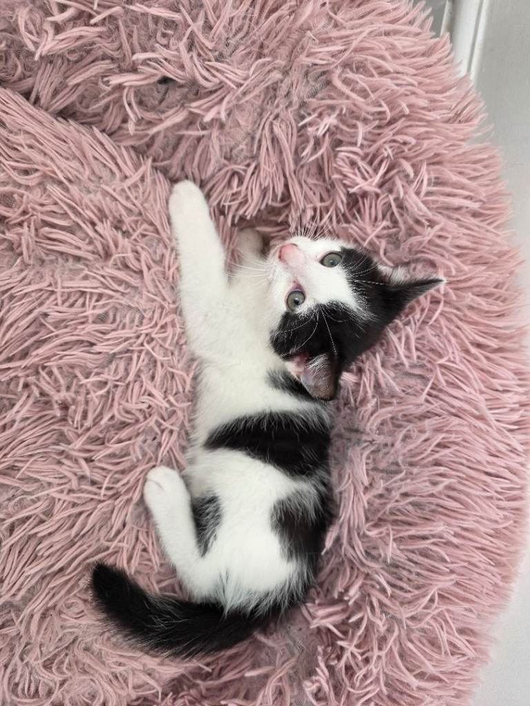 Black & white male kitten
