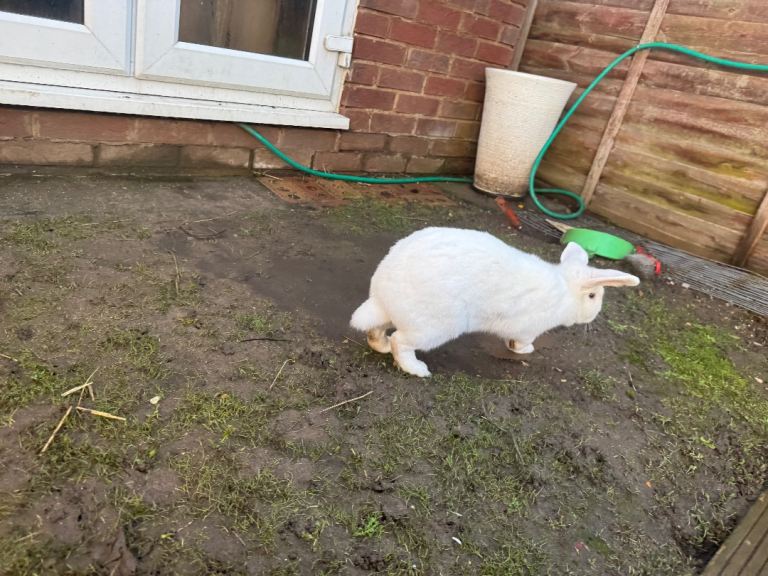 Male and female rabbit