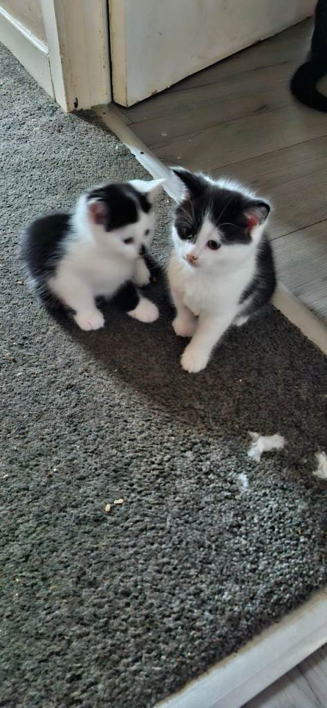 2 kittens for sale 