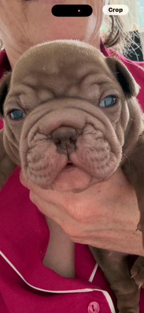 Gorgeous Chocolate French Bulldogs