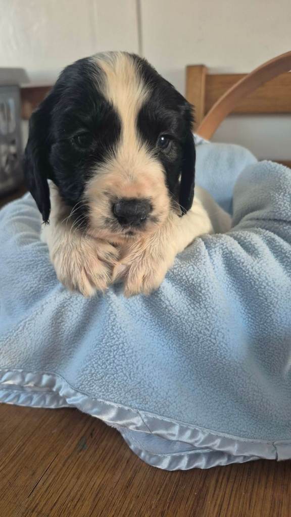 Cocker spaniels