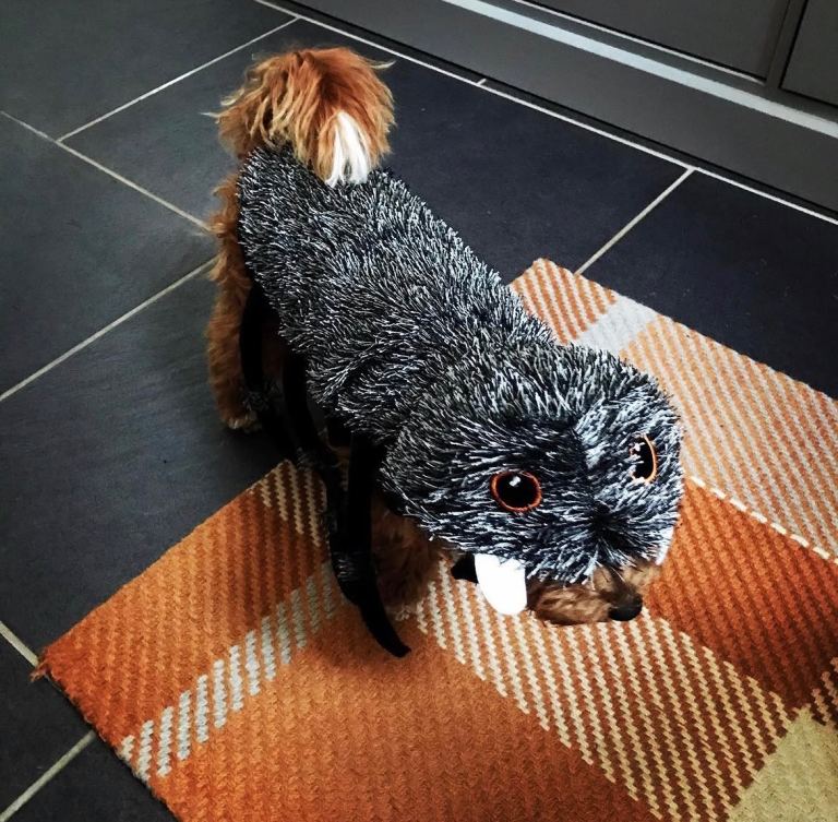 Dog spider costume 