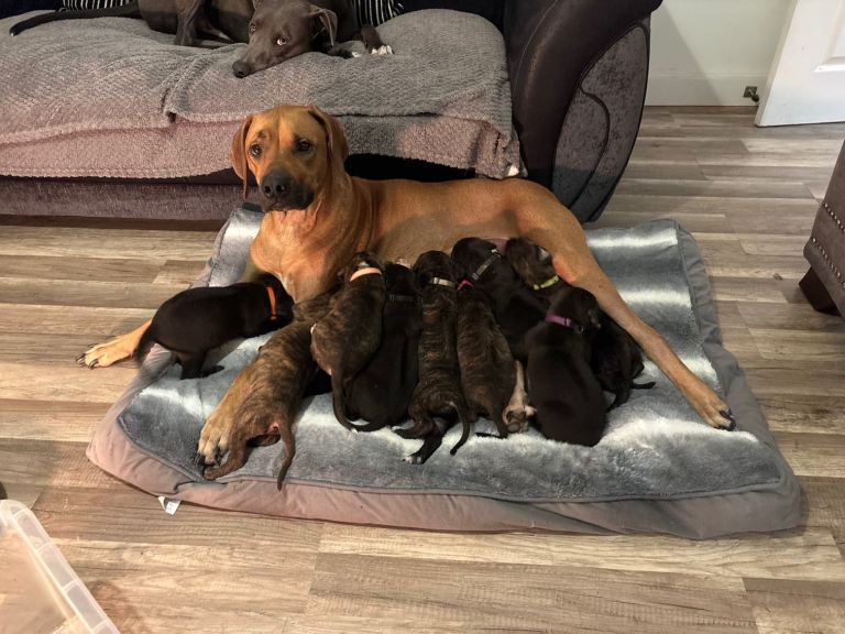 Rhodesian Ridgeback x Bull Lurcher Puppies