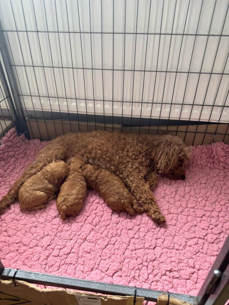 Miniature red poodles 