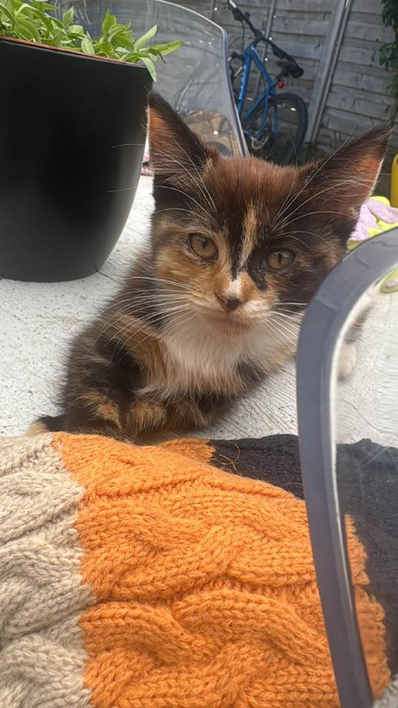 Cute Mixed Breed Kitten