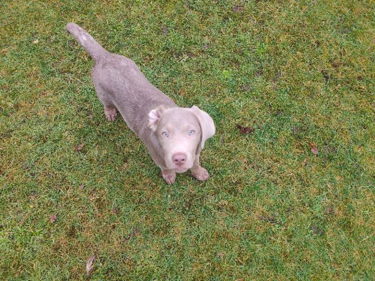 Silver Labrador puppy 
