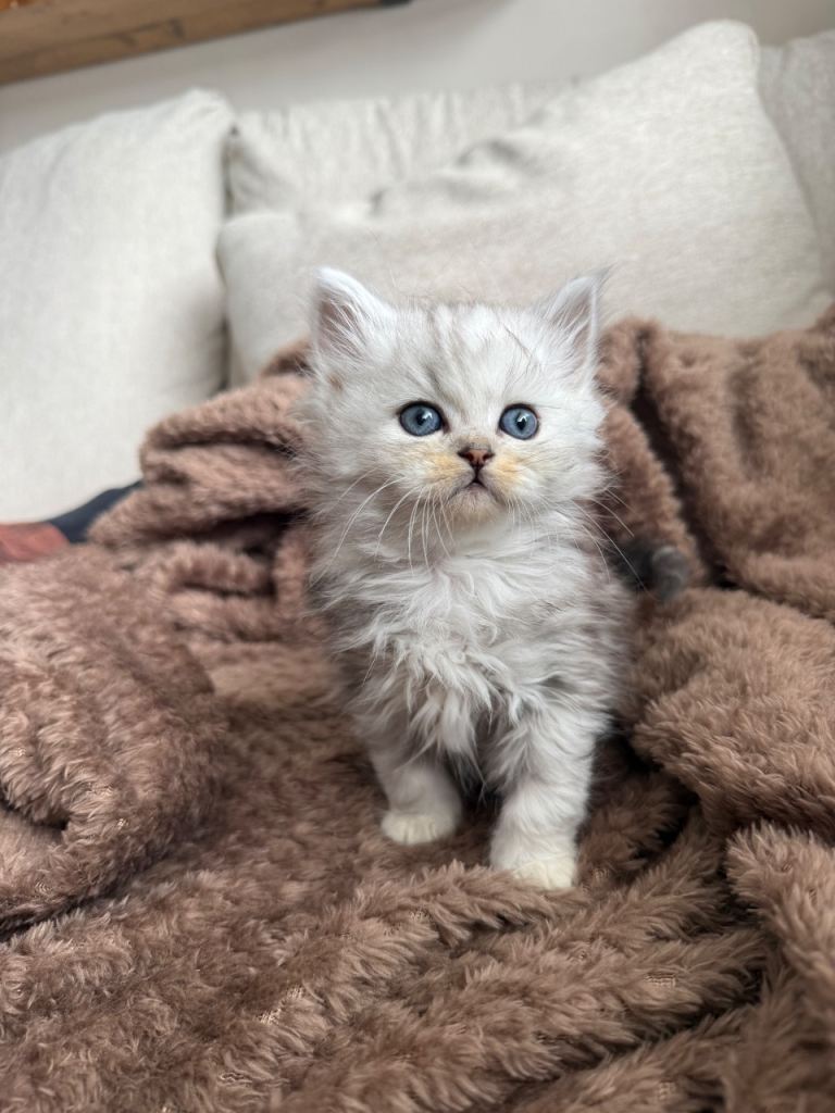 Ready now - beautiful Persian kittens - 2 left 
